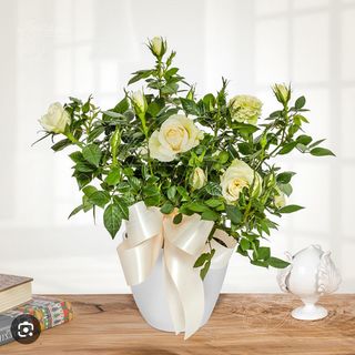 Pianta della rosa bianca 