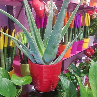 Aloe Vera in vaso ceramica