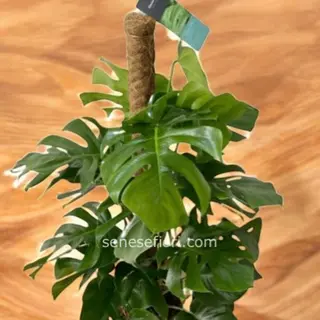 philodendro Monstera 