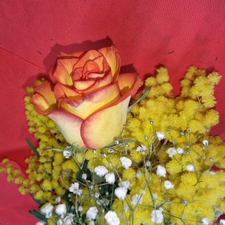 Nuova rosa tropicale