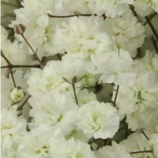 Paniculata Blanca Flor Suelta (Nos son ramos/no bouquet)