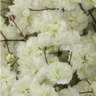 Paniculata Blanca Flor Suelta (Nos son ramos/no bouquet)