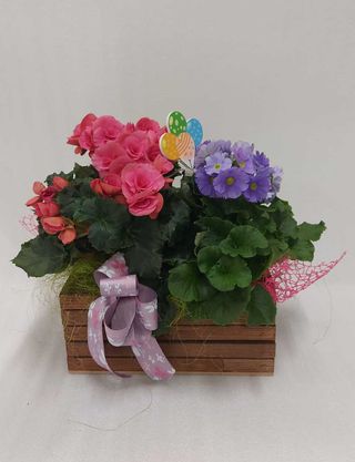 Cassetta legno con piante fiorite