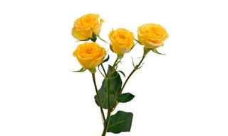 სპრეი ვარდი დაბალი ყვითელი1 ცალი