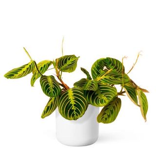 Maranta Lemon Lime