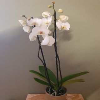 Orquídea colores surtidos