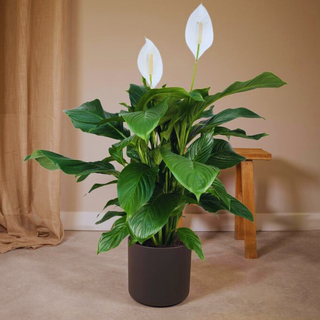 Spathiphyllum (sans pot)