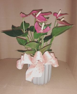 Anthurium Con Maceta Y Lazo