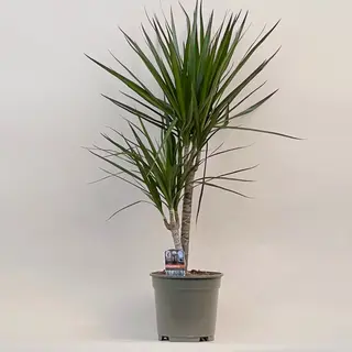 Драцена 70 см