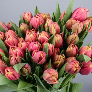 Ramo de 10 tulipanes Bicolor doble petalo