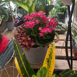 Cesta de plantas mediana