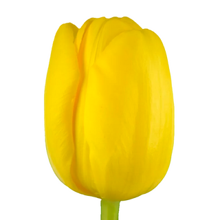  Tulipán Amarillo Flor Suelta (Por unidad/No es un ramo/No bouquet) 