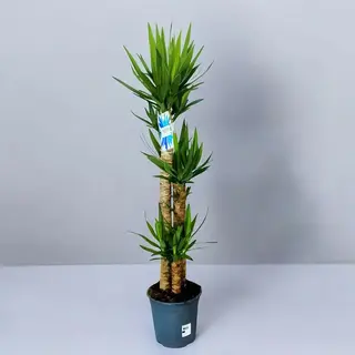 Planta yucca 