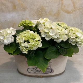 Hortensia blanca