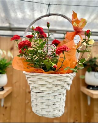 Cestino con pianta di rose colorato