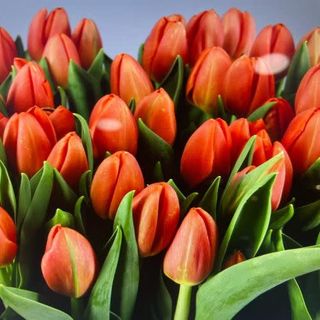 Tulipanes Naranja