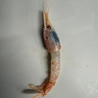 Gambero Gobbetto - 1 pz