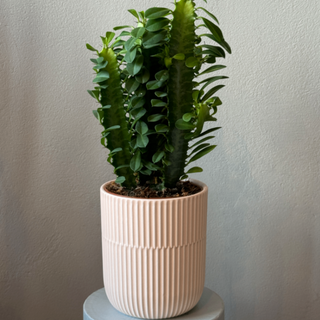 Euphorbia w doniczce