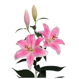 Lilium Oriental Rosa Flor Suelta (Por unidad/No es un ramo/No bouquet) 