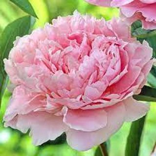 Півонія рожева 