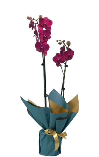 Orhidee Phalenopsis mov