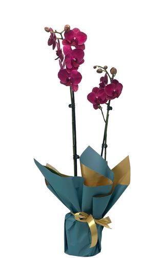 Orhidee Phalenopsis mov