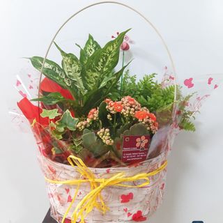 Cesta de plantas variadas
