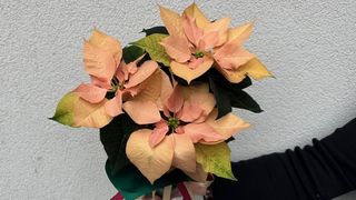 Gwiazda Karmelowa- Poinsetcja