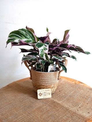 Planta de Calathea White Fusion
