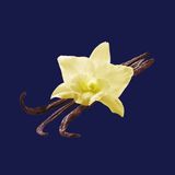 Tarrina 500G Vainilla Tahití