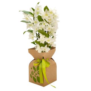 Orhidee Dendrobium alba