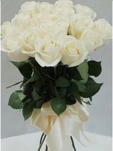 თეთრი ჰოლანდიური ვარდები