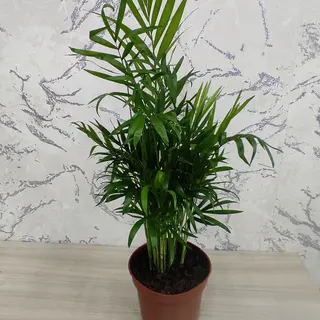 Хамедорея (35см)