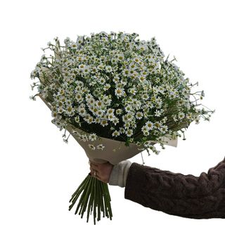 Bukiet z 10 Gałązek Rumianku 