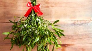 Vischio porta fortuna