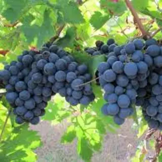 Montepulciano d ' Abruzzo bio d.o.c