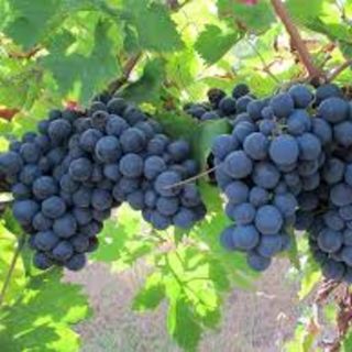 Montepulciano d ' Abruzzo bio d.o.c