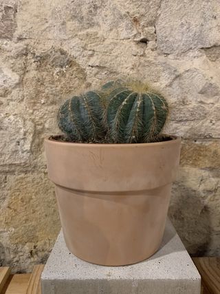 Cactus Mediano Sin Maceta