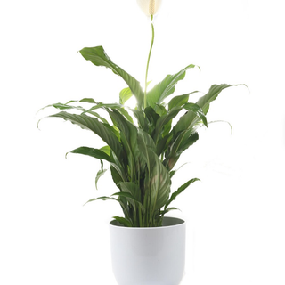 Planta y macetero 