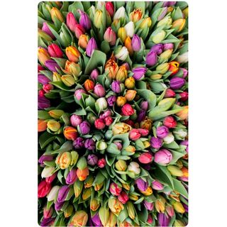 Tulipani Colorati