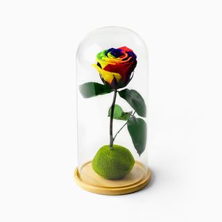 Rosa Rainbow Preservada em Campânula