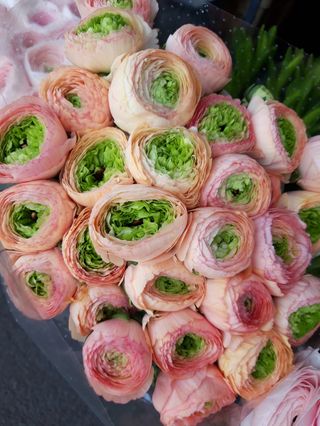 10 ranocoli cloni b colore 