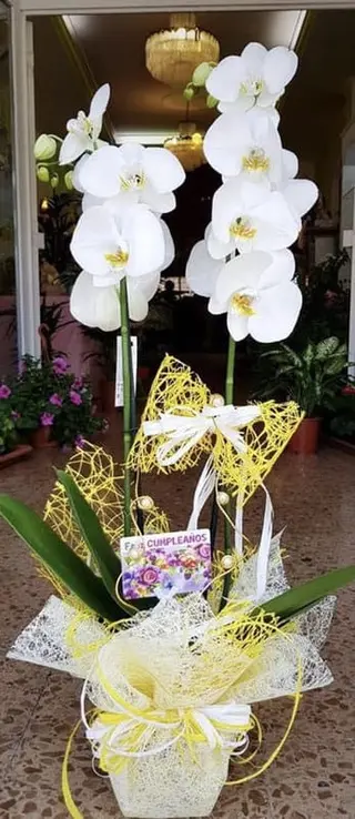 Orquidea Phanelosis