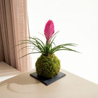 Tillandsia Rosa - Kokedama