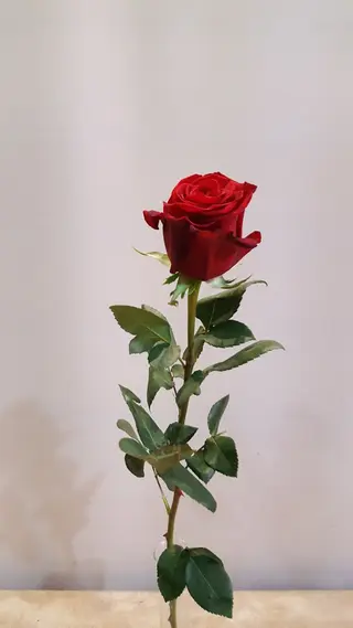 Rosa roja