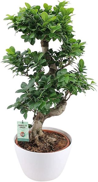 Bonsai grande ficus