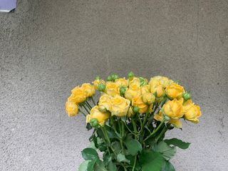 ყვითელი ჯუჯა ვარდები