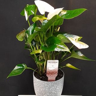 Anthurium blanc