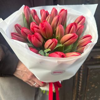 Red Hot Chili Tulips 