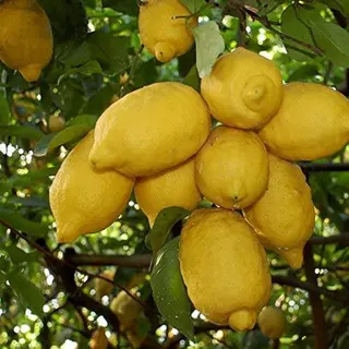 Limoni di Sorrento